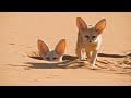 World S Smallest Wild Dog Dogs In The Wild Meet The Family BBC Earth