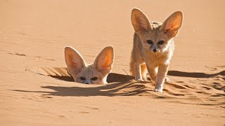 World&#39;s Smallest Wild Dog | Dogs in the Wild: Meet The Family | BBC Earth