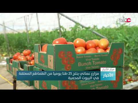 , title : 'مزارع عماني ينتج 25 طنا يوميا من الطماطم المعلقة في البيوت المحمية'