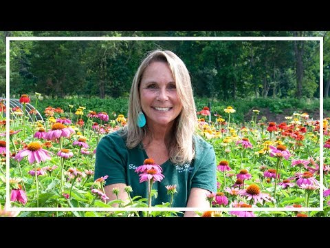 download lagu mp3 mp4 Echinacea Purpurea Powwow Wild Berry, download lagu Echinacea Purpurea Powwow Wild Berry gratis, unduh video klip Echinacea Purpurea Powwow Wild Berry