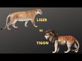 Liger vs Tigon who will win || Jungle Safari