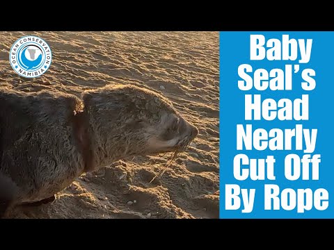 Baby Seal’s Head Nearly Cut Off By Rope