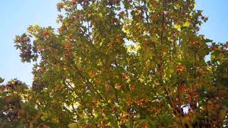 Me miento mal (Bely Basarte) cover por Bellaan