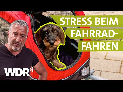Fahrradanhänger für Hund: So fahren selbst sture Hunde mit | Hunde verstehen | S06/E02 | WDR
