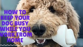 5 TIPS ON HOW TO KEEP YOUR DOG BUSY WHILE YOU WORK AT HOME | Dani The Dog Trainer