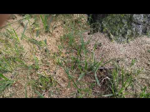 Foyer Infested with Carpenter Ants in Old Bridge, NJ