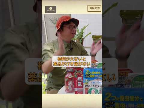 緑のトカゲ、ここはオスで、青みがかったターコイズブルーの喉が特徴的です