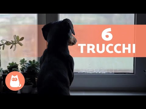 Come ABITUARE il CUCCIOLO a stare da SOLO 🐶🏠