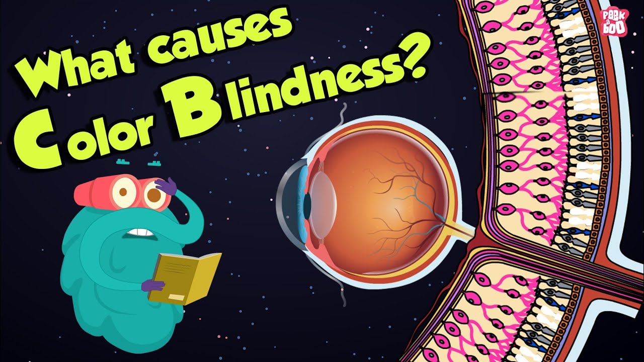 What Causes Color Blindness? | WhatIs COLOR BLINDNESS? | Dr Binocs Show | Peekaboo Kidz