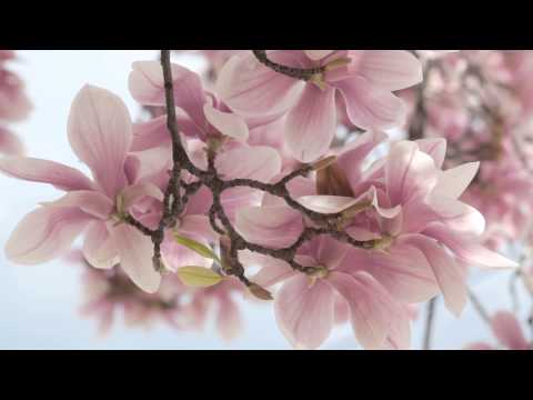 Wolfgang Gsell - Magnolia Dream