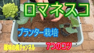 [Romanesco] 7 Tips for Growing in a Planter 25/10/10