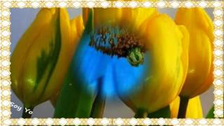 José Manuel Soto y Pasión Vega - Volver a verte