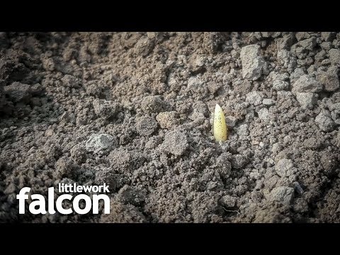 Kukuruz nakon 7 dana od dana setve DKC 5031