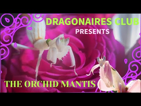 ORCHID MANTIS CARE // ENCLOSURE AND FEEDING