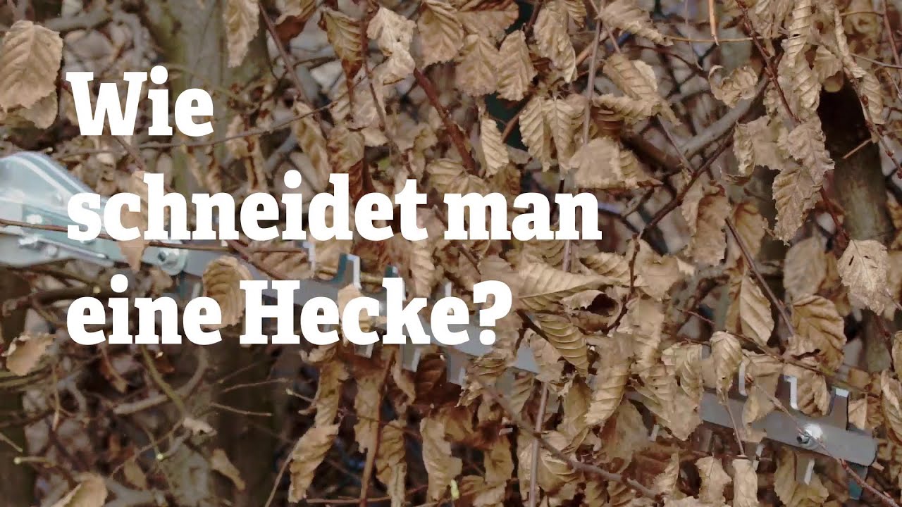 Baum 8M Hoch Baum 8M Hoch