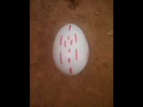 Latoro Farida grand marabout guérisseur internationl Aboubacar sidik +22378030549