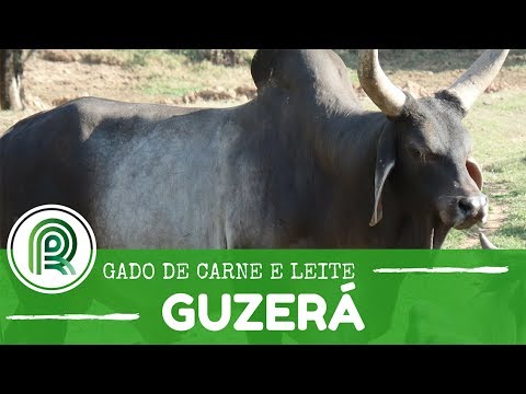 Touro Guzerá