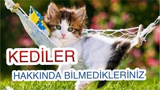 3 YAŞINDAKİ KEDİNİZİN İNSAN YAŞI KAÇTIR ? KEDİLER HAKKINDA ACAYİP BİLGİLER