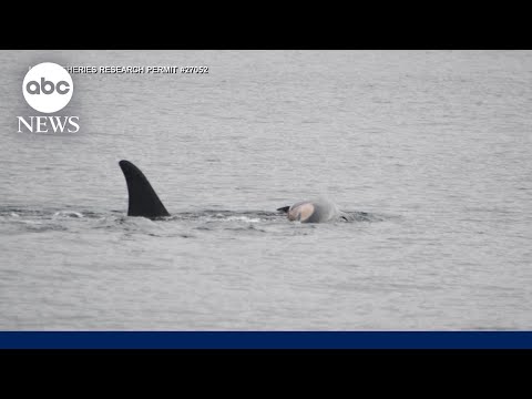 Mother whale caught in apparent act of mourning for dead calf