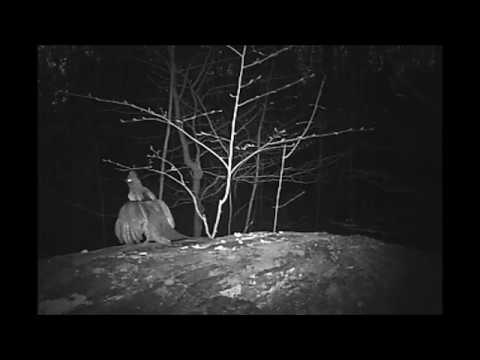 Ruffed Grouse Drumming