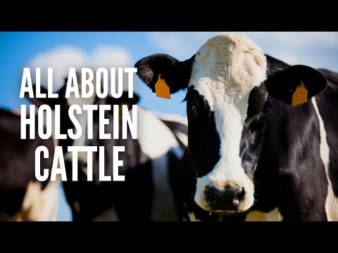 , title : 'Holstein Cows – Breed Profile, Facts and Care'