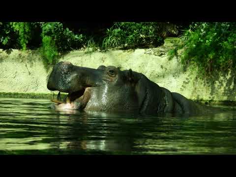 Zwergflusspferd und Flusspferd Brüller aus Zoo Berlin 02.07.2021