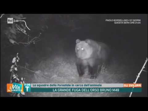 download lagu mp3 mp4 Sognare Orso Bruno, download lagu Sognare Orso Bruno gratis, unduh video klip Sognare Orso Bruno