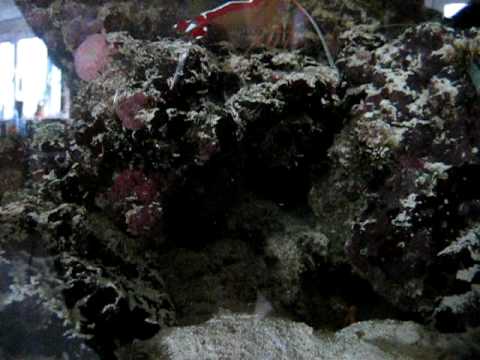 Pistol Shrimp Vs Cleaner Shrimp Part 1