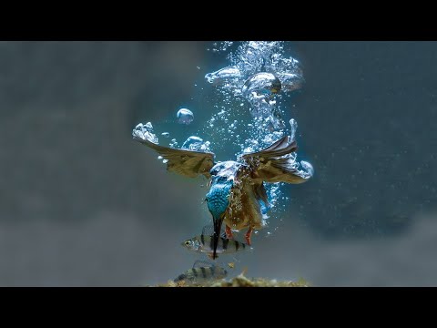 The KINGFISHER: The Fastest and Sneakiest Bird You’ve NEVER Seen!