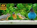 Cat TV for Cats to Watch 😺 Fascinating Birds and Their Squirrel Friends 🐦 8 Hours(4K HDR)