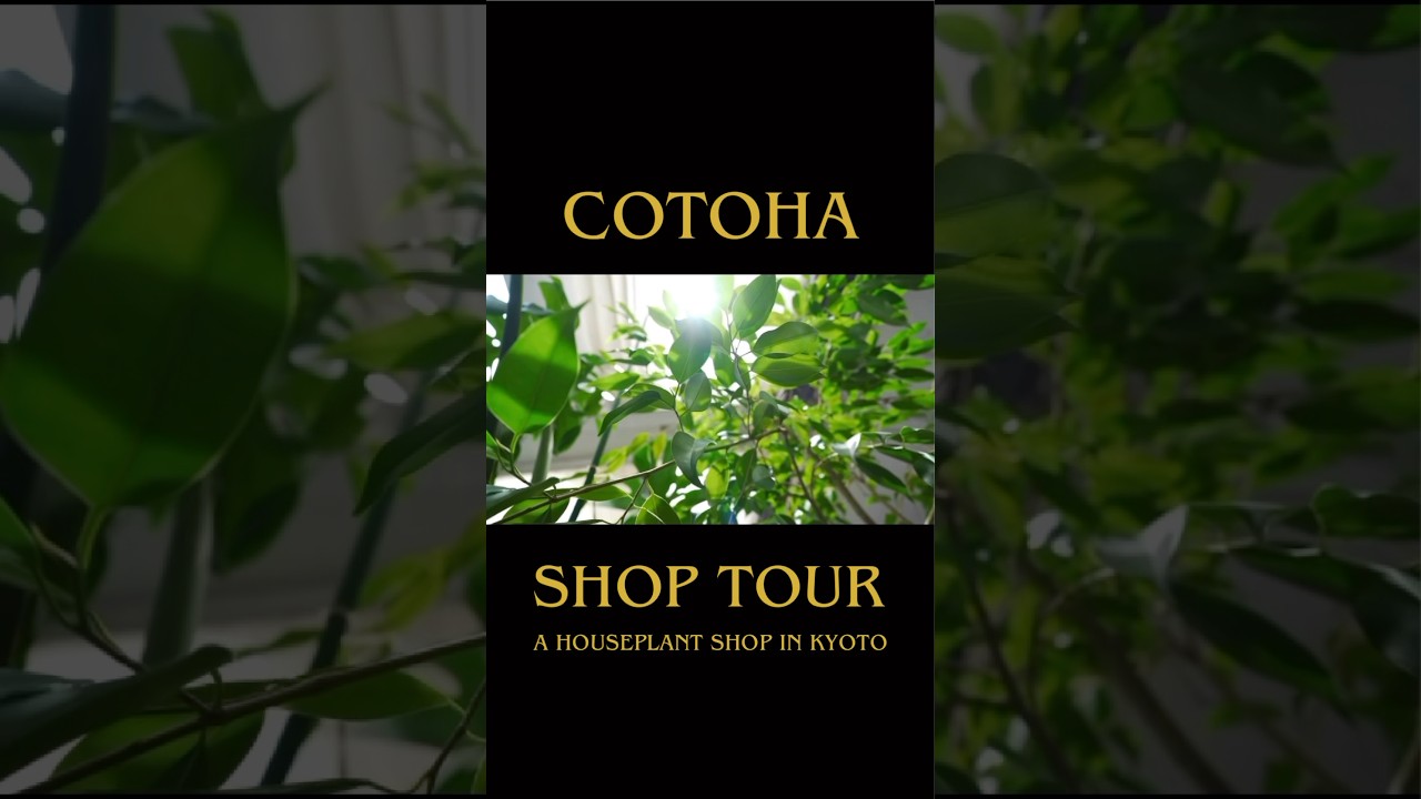 🌿 COTOHA SHOP TOUR 🌿 #cotoha #観葉植物 #京都