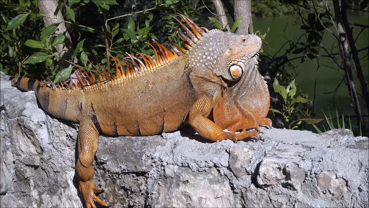 Wildlife in the Riviera Maya Mexico - 2019
