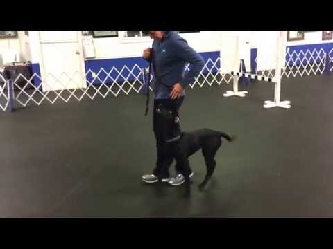 Zayna heeling and figure eight at 7 months