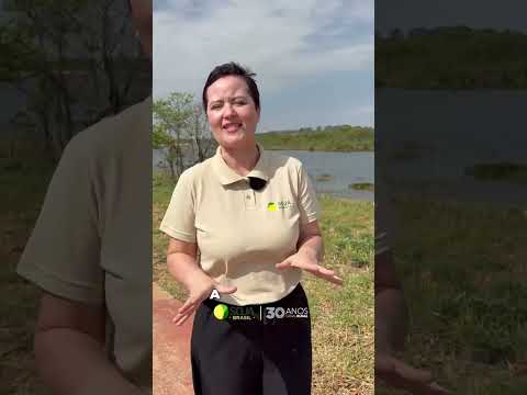 Alto Taquari, berço da soja em Mato Grosso, se prepara para a safra 26/27