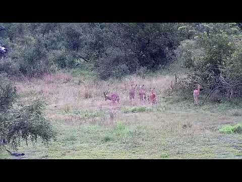 Djuma: Impalas in the rain - 15:21 - 05/22/2022
