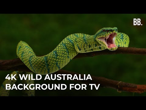 4K Australia & Wild Sounds | 4K Australia Relaxing Film | Australia Wildlife Animals ScreenSaver