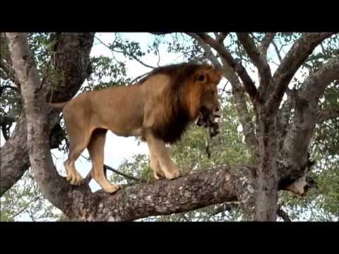 SafariLive Jan 26/27 - A tree-climbing male lion!  And a smart Leopard mom!