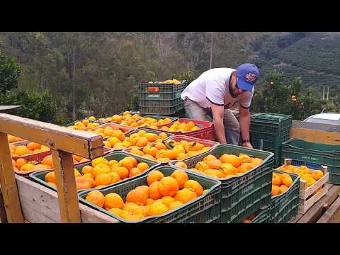 Carregamento de tangerina Ponkan nas montanhas