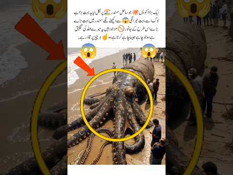 Huge octopus 🐙 😱washed up on the 🏖️beach#octopus #huge #seacreatures #viralvideo #trending #shorts