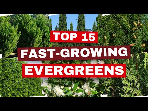 💚 15 AMAZING Fast-Growing Evergreen Trees for a Lush Oasis! 🌲✨
