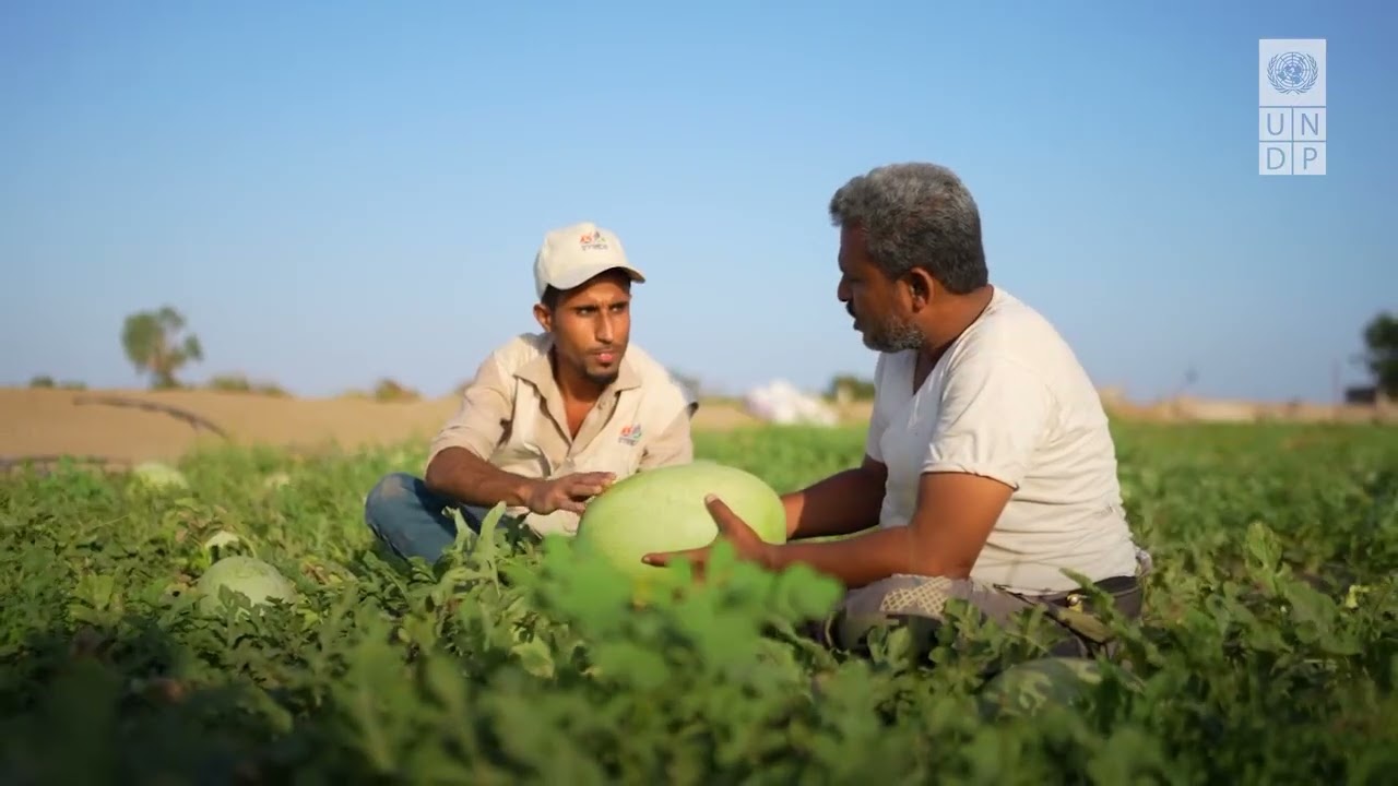 البرنامج الإنمائي للأمم المتحدة - اليمن: إنتاج البطيخ الحلو والممتاز