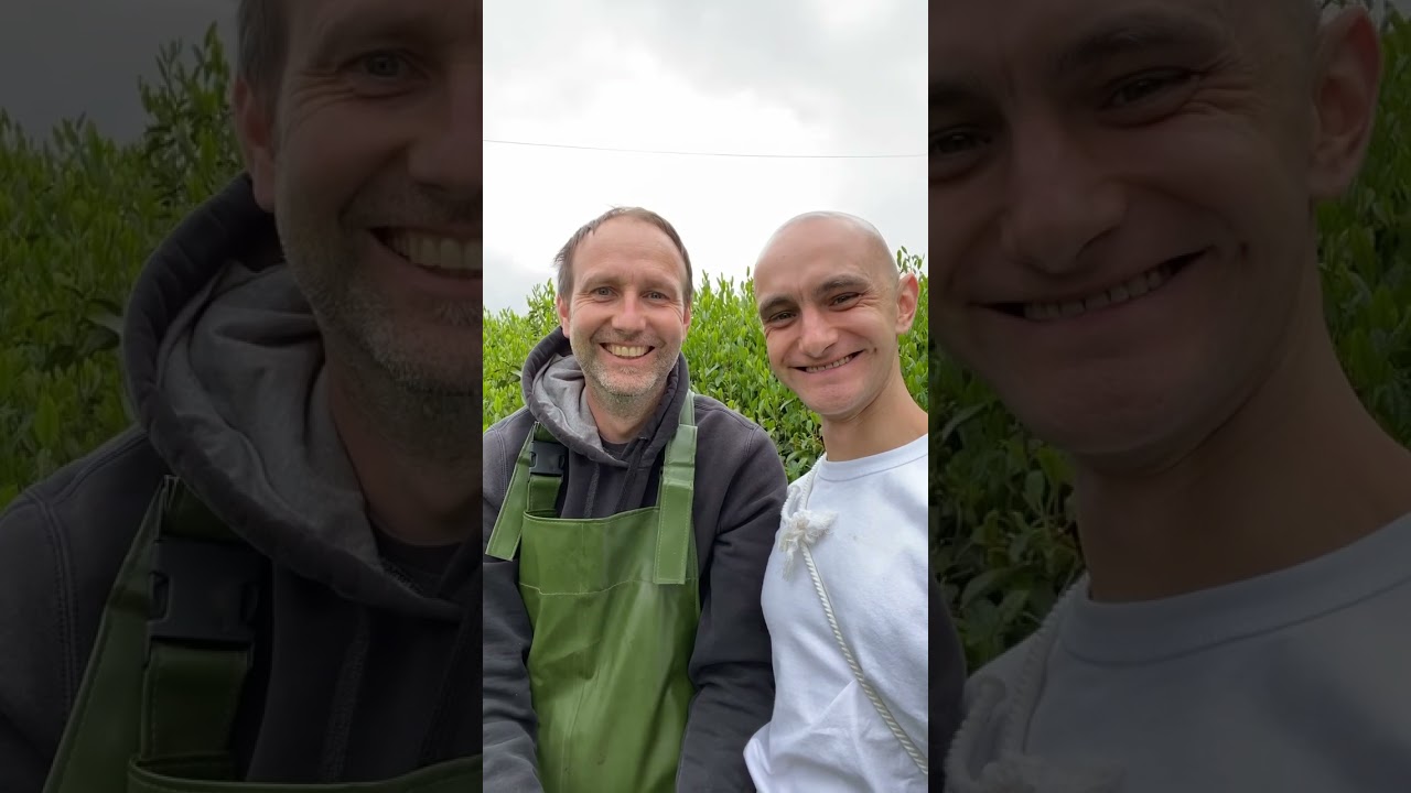 Picking tea and studying the Japanese ways of tea making.