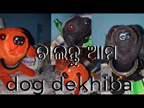 chalantu ama dog dekhiba 🐶🐶