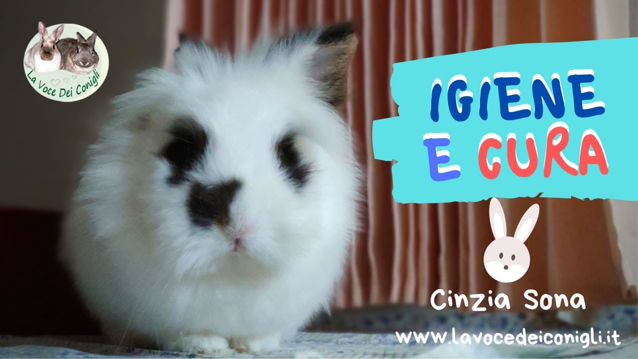 IGIENE e CURA del CONIGLIO #coniglio #lavocedeiconigli