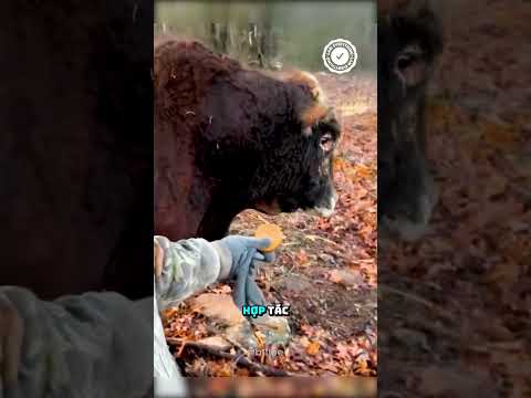 Hãy Chạy Ngay Đi Nếu Con Bò Nhìn Bạn Với Ánh Mắt Này