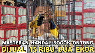 Download lagu BURUNG KUALITAS BINTANG LIMA HARGA KAKI LIMA CUMA DI JUAL 15 RIBU DUA EKOR DI PASAR BURUNG PRAMUKA mp3