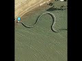 Titanoboa The World Biggest Snake Skeleton Snake Facts Cobra Animals Nature