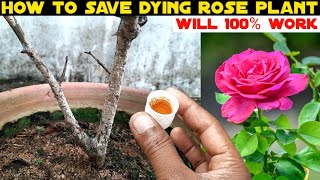 Amazing! How To Revive Dying Rose Plant From Scale Disease On Stem Will 100% Working Great Result