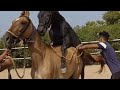 Big Horse Enjoy With Strong Style Breeding With Female Young Horse