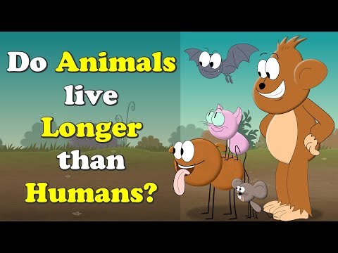 Do Animals live Longer than Humans? + more videos | #aumsum #kids #science #education #children